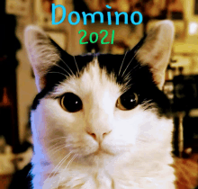 a black and white cat with domino 2021 written on the top