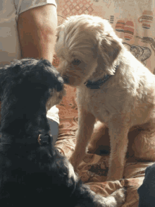 two small dogs are looking at each other on a bed