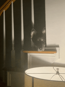 a dog sitting on a staircase ledge looking at the camera