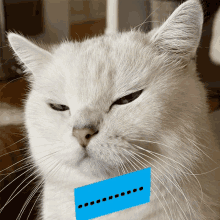 a close up of a white cat with a blue sticker on its mouth