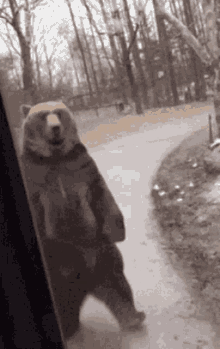 a bear is standing on its hind legs looking out a window .