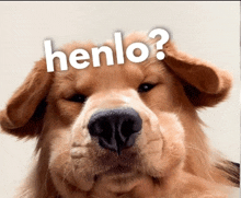 a close up of a dog with henlo written on its face