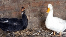 two ducks , one black and one white , are standing next to each other in a nest .