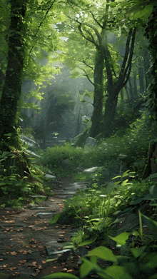 a path in a lush green forest surrounded by trees and rocks