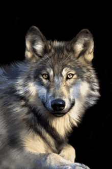 a gray wolf with yellow eyes is laying down and looking at the camera on a black background .