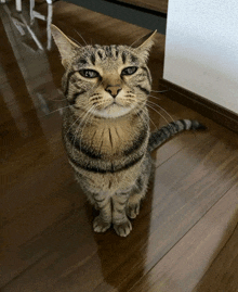 a cat is sitting on a wooden floor and looking up at the camera