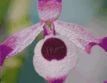 a close up of a purple and white flower with the name marie written on it