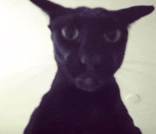 a close up of a black cat with a white background