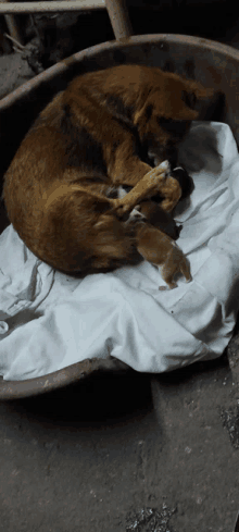 a brown dog is laying on a white blanket next to two puppies