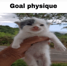 a person is holding a small white and gray kitten with the words goal physique above it