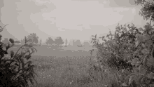 a black and white photo of a field of grass and trees