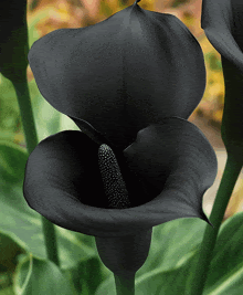 a close up of a black flower with green leaves