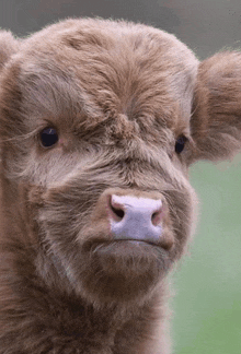 a close up of a cow 's face with a pink nose