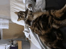 a cat laying on a bed with a white blanket