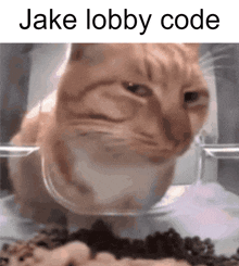 a cat sitting in a bowl of food with the words jake lobby code above it