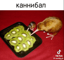 a kiwi eating kiwi slices from a tray