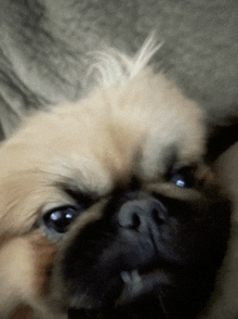 a close up of a dog 's face with a blurry background