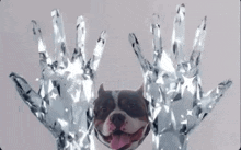 a dog is standing in front of a pair of diamond hands