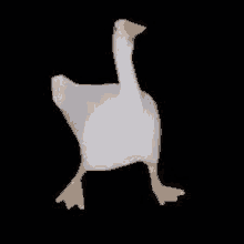 a white goose with yellow feet is standing on its hind legs on a black background .