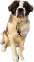 a brown and white dog with a leash around its neck looks at the camera