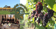 an advertisement for clayhill vineyard in chelmsford