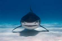 a shark is swimming in the ocean and looking at the camera with its mouth open