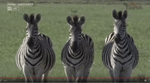 three zebras are walking in a field with the words " south africa " on the bottom left