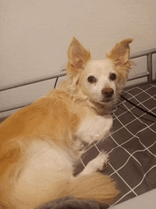 a small brown and white dog is laying down on a bed