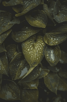 green leaves with water drops on them in a dark room