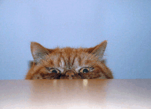 a cat is peeking over the edge of a table and making a funny face