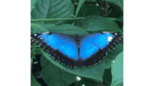 a blue butterfly is sitting on a green leaf