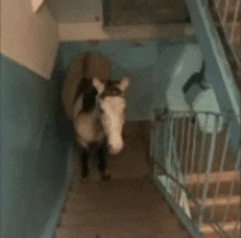 a horse is walking down stairs in a building .