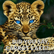 a picture of a leopard cub with blue eyes and the words did you say carrot cake below it