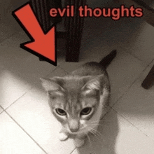 a cat sitting on a tiled floor with an arrow pointing to it and the words evil thoughts above it