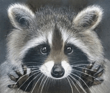 a close up of a raccoon looking at the camera with a pine cone in its mouth .