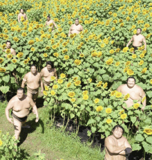 a group of sumo wrestlers are posing for a picture in a field of sunflowers