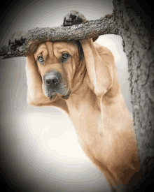 a dog is hanging from a tree branch with its paws on its head