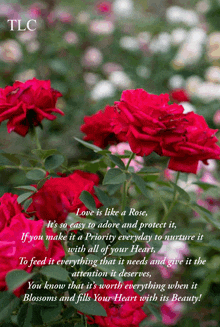 a picture of red roses with a poem about love