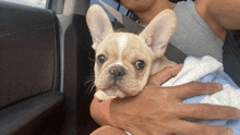 a man is holding a small dog in his arms in a car