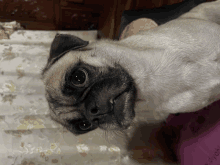 a pug dog laying on a table next to a purple bag that says " dryer " on it