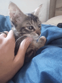 a person holding a small kitten on a blue blanket