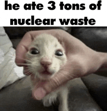 a kitten is being held in someone 's hand with a caption that says he ate 3 tons of nuclear waste