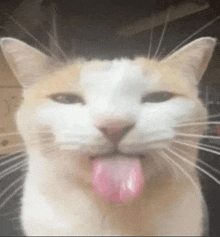 a close up of a cat 's face with its tongue out .