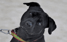 a black dog wearing a green and red collar looks up at the camera