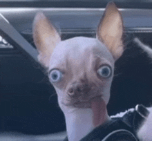 a small dog with big eyes is sticking its tongue out and making a funny face .