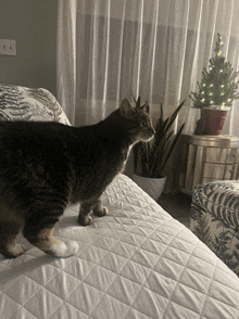 a cat standing on a bed next to a plant and a christmas tree