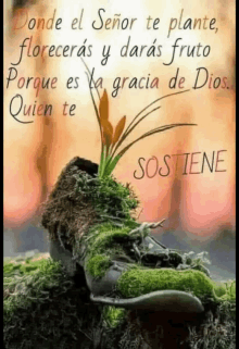 a picture of a shoe with a plant growing out of it and a quote in spanish