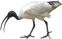 a bird with a long black beak is standing on its hind legs