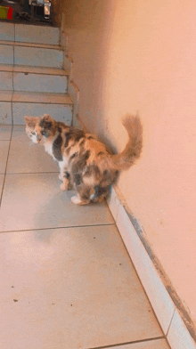 a calico cat is standing on a tiled floor next to a set of stairs