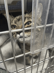 a cat in a cage with a clear container behind it